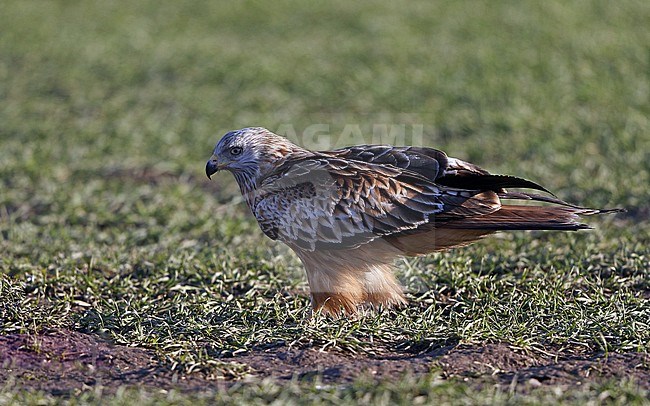 First-winter Red Kite (Milvus milvus) at Scania in Sweden. Standing on the ground. stock-image by Agami/Helge Sorensen,