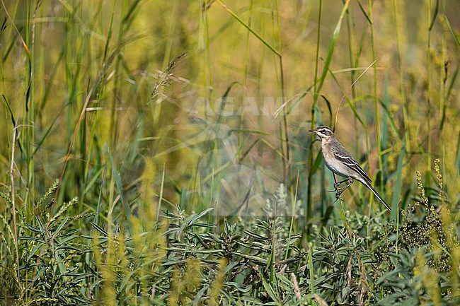A juvenil Eastern Yellow Wagtail (Motacilla tschutschensis macronyx) perching on grass. stock-image by Agami/Mathias Putze,