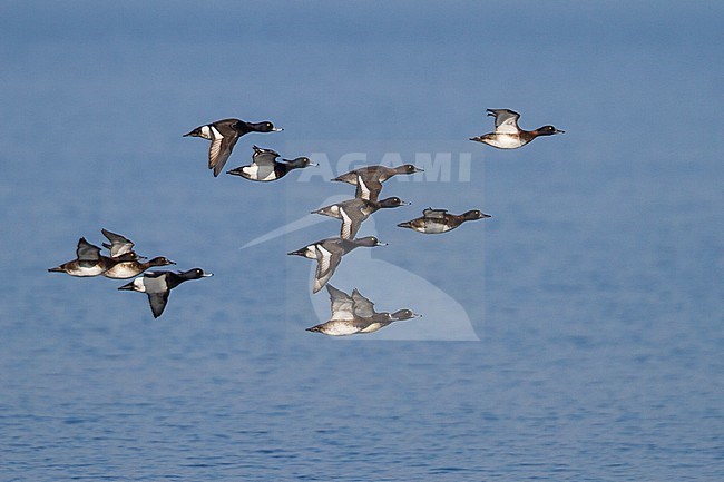 Tufted Duck - Reiherente - Aythya fuligula, Germany stock-image by Agami/Ralph Martin,