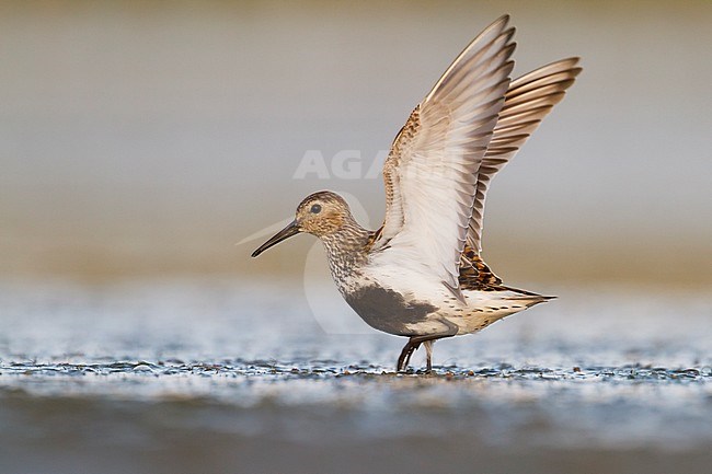 Dunlin - Alpenstrandläufer - Calidris alpina, Germany, adult stock-image by Agami/Ralph Martin,