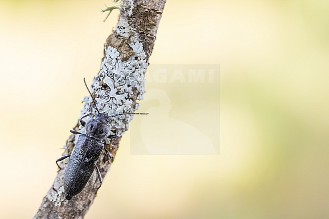 Hylotrupes bajulus - House longhorn beetle - Hausbock, Germany (Baden-Württemberg), imago,female stock-image by Agami/Ralph Martin,