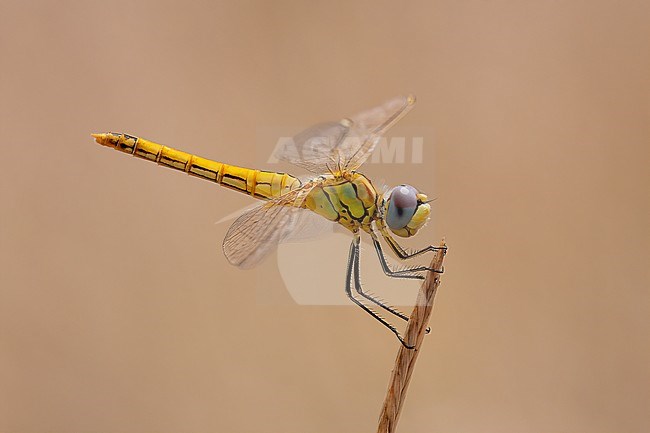 A Red-veined Darter in the top of a blade of grass. stock-image by Agami/Onno Wildschut,