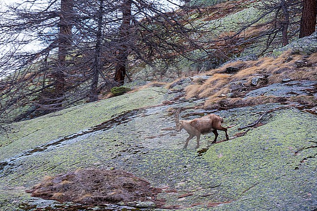 An alpine ibex, Capra ibex, walking on a rock. Aosta, Val Savarenche, Gran Paradiso National Park, Italy. stock-image by Agami/Sergio Pitamitz,