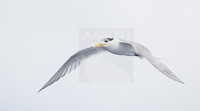Greater Crested Tern, Thalasseus bergii cristatus, in flight. stock-image by Agami/Ian Davies,