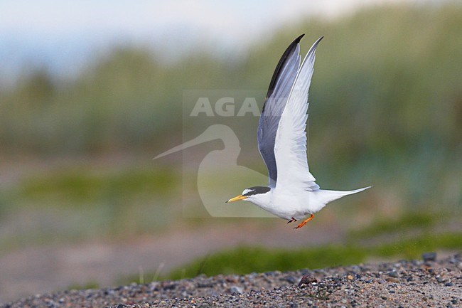 Dwergstern volwassen vliegend; Little Tern adult flying stock-image by Agami/Jari Peltomäki,