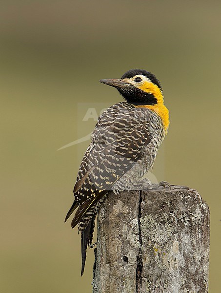 Campo Flicker (Colaptes campestris campestris) (subspecies) perched on a trunk in the Pantanal, Brazil, South-America. stock-image by Agami/Steve Sánchez,