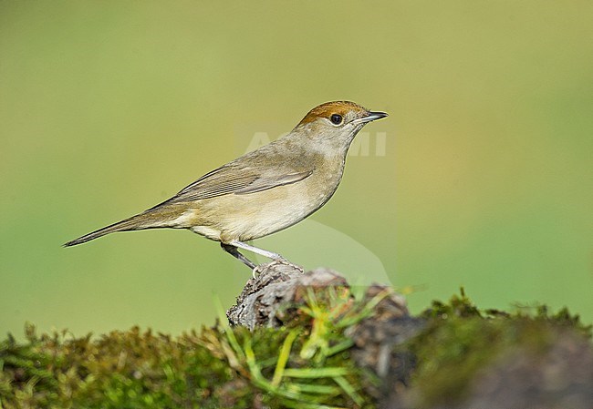 Female Eurasian Blackcap stock-image by Agami/Alain Ghignone,
