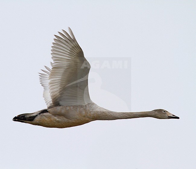 First-winter Whooper Swan (Cygnus cygnus) flying over River IJssel during a cold winter in the Netherlands. stock-image by Agami/Edwin Winkel,