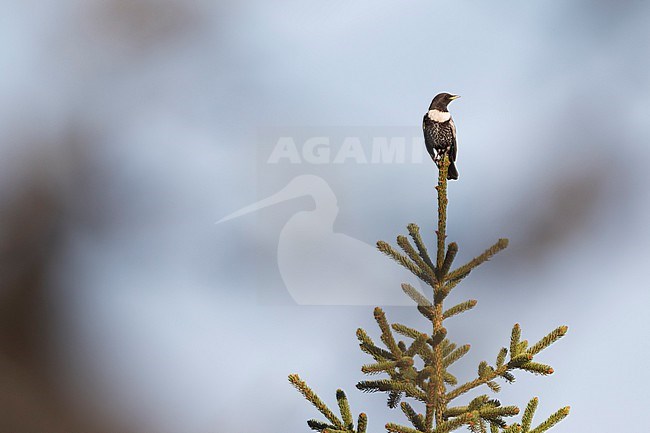 Ring Ouzel - Ringdrossel - Turdus torquatus ssp. alpestris, Germany, adult male stock-image by Agami/Ralph Martin,