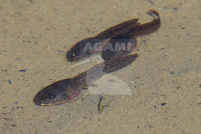 Grass Frog (Rana temporaria) taken the 15/07/2023 at Saint-Etienne de Tinée - France. stock-image by Agami/Nicolas Bastide,