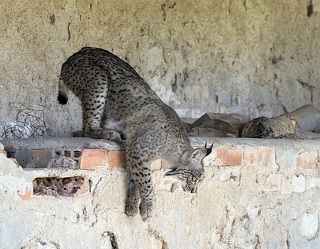 A young male Iberian Lynx (Lynx pardinus) in the Spanish Andujar mountains stock-image by Agami/Roy de Haas,