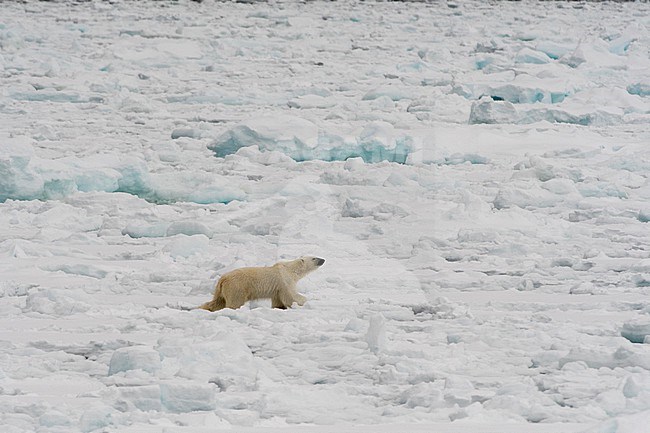 A polar bear, Ursus maritimus, walks on deteriorating sea ice. North polar ice cap, Arctic ocean stock-image by Agami/Sergio Pitamitz,