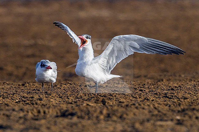 Adult Caspian Tern displaying on Hamata beach, Egypt. May 23, 2014. stock-image by Agami/Vincent Legrand,