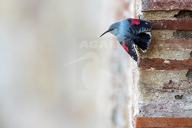 Wallcreeper (Tichodroma muraria), perched on a wall in a Castle. Miravet, Tarragona in Spain. Seen on the back. stock-image by Agami/Rafael Armada,