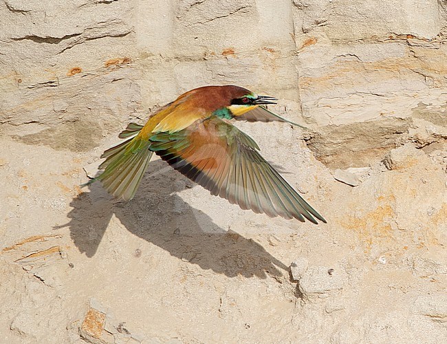 Adult European Bee-eater (Merops apiaster) flying in front of colony in Bulgaria. stock-image by Agami/Marc Guyt,