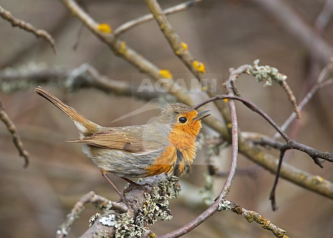 European Robin perched on a branch; Roodborst zittend op een tak stock-image by Agami/Markus Varesvuo,