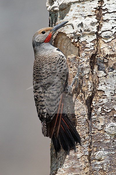 Mannetje Goudspecht hakt nesthol, Male Northern Flicker red-shafted morph making nesting hole stock-image by Agami/Brian E Small,