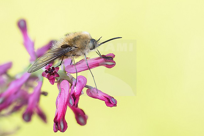 Bombylius posticus, Germany (Baden-Württemberg), imago, male stock-image by Agami/Ralph Martin,