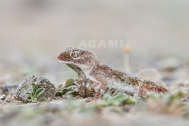 Southern short-fingered Gecko - Stenodactylus leptocosymbotes stock-image by Agami/Ralph Martin,