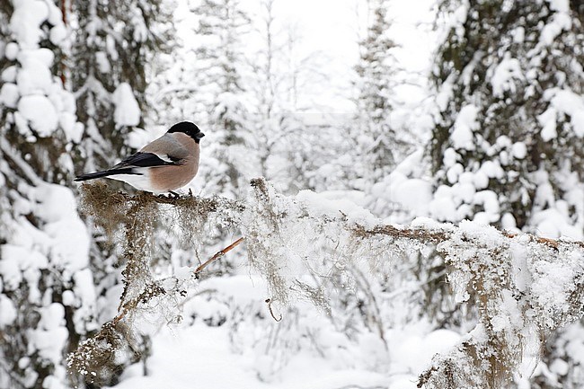 Goudvink; Bullfinch stock-image by Agami/Chris van Rijswijk,