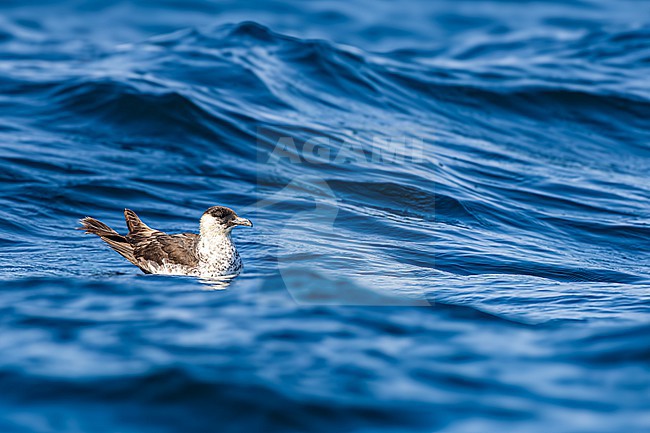  stock-image by Agami/Menno van Duijn,