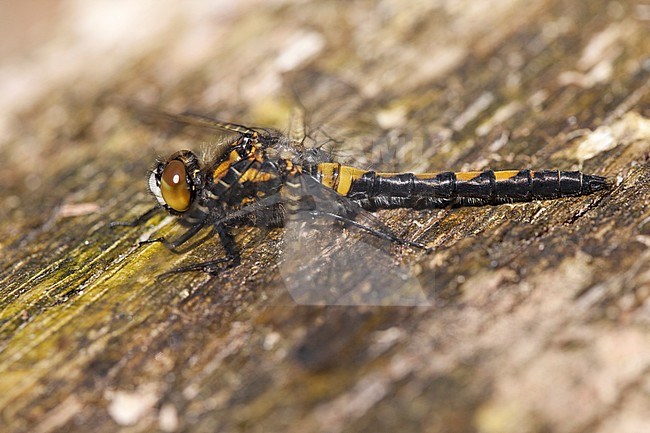 Imago Noordse witsnuitlibel; Adult Ruby Whiteface stock-image by Agami/Fazal Sardar,