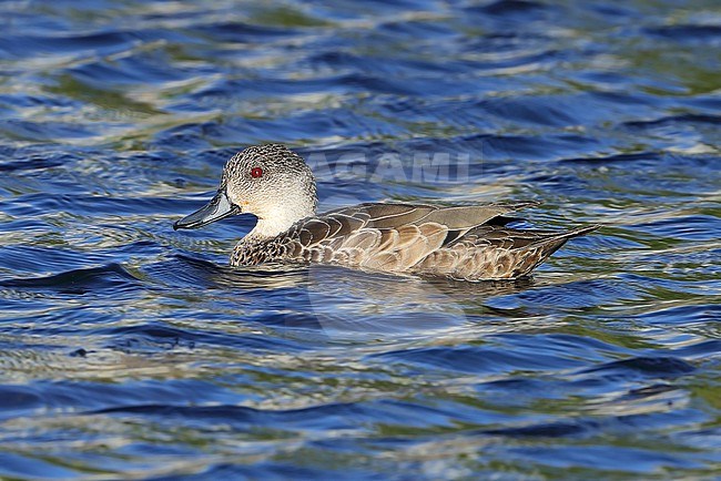 Grey Teal, Anas gracilis, at Mackay Regional Botanic Gardens - Queensland - Australia. stock-image by Agami/Aurélien Audevard,