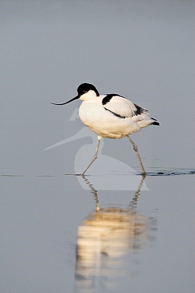 Wadende Kluut; Wading Pied Avocet stock-image by Agami/Marc Guyt,