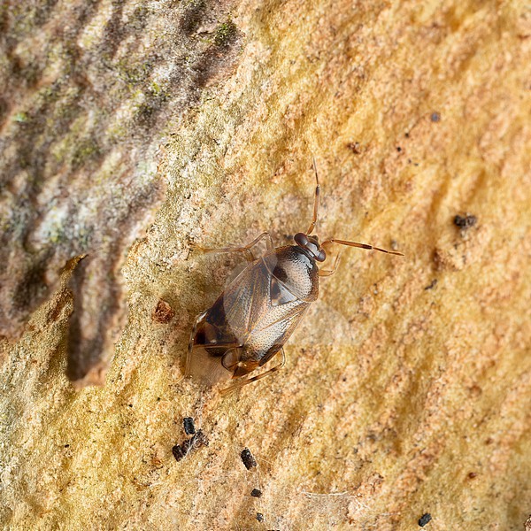 Imago Deraeocoris lutescens wintering under an piece of bark stock-image by Agami/Arnold Meijer,