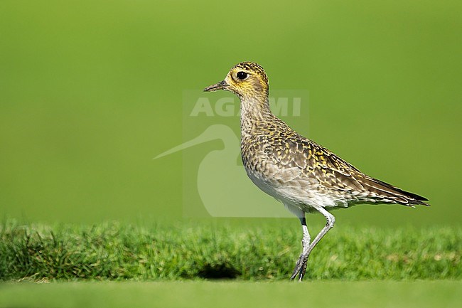Adult Pacific Golden Plover (Pluvialis fulva) in nonbreeding plumage at Mauna Kea, Hawaii, USA in February 2018. Standing on a golf course. stock-image by Agami/Brian E Small,