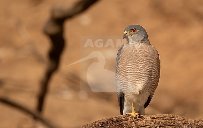 Shikra (Tachyspiza badia) along the Gambia River at Camp Wassadou, Senegal. stock-image by Agami/Eduard Sangster,