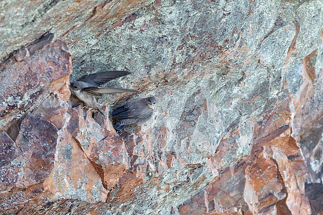 Eurasian crag Martin (Ptyonoprogne rupestris) adult with young in Spain. stock-image by Agami/Roy de Haas,