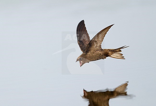 Drinking and foraging adult Common Swift (Apus apus) on a very hot weather summer day, skimming water surface by flying fast and very low with its bill wide open. Surface of the water is very smooth and calm and creating a reflection and mirror image of the bird. stock-image by Agami/Ran Schols,