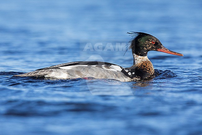 Red-breasted Merganser (Mergus serrator), side view of an adult male swimming in the water, Northeastern Region, Iceland stock-image by Agami/Saverio Gatto,