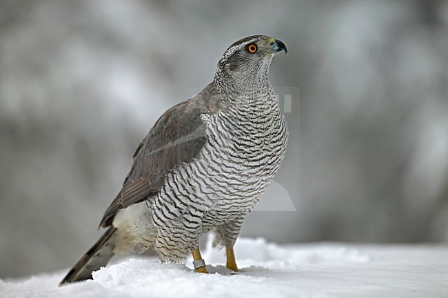 Northern Goshawk sitting in the snow; Havik zittend in de sneeuw stock-image by Agami/Markus Varesvuo,