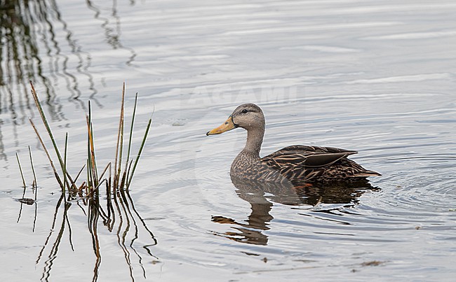 Mottled Duck (Anas fulvigula) in Florida, USA stock-image by Agami/Helge Sorensen,