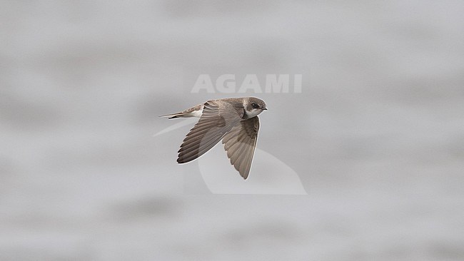 Front view of a Pale Martin (Riparia diluta) in flight. Showing upper wing. Mongolia, Asia stock-image by Agami/Markku Rantala,
