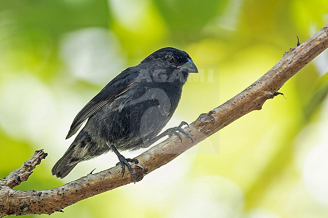 Male Small ground finch (Geospiza fuliginosa) on the Galapagos Islands, part of the Republic of Ecuador. stock-image by Agami/Pete Morris,