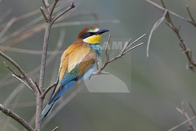 European Bee-eater perched; Bijeneter zittend stock-image by Agami/Daniele Occhiato,