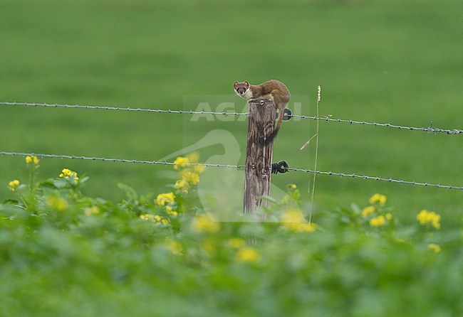 Stoat (Mustela erminea), also called ermine standing and balancing on a pole of a barbed wired fence in a meadow stock-image by Agami/Ran Schols,