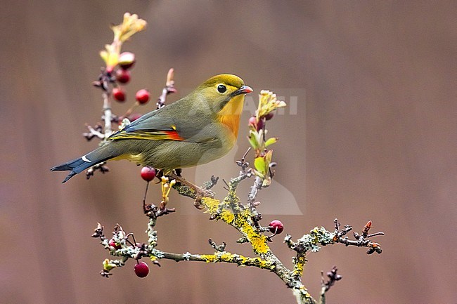 Introduced Red-billed Leiothrix (Leiothrix lutea) in Italy. stock-image by Agami/Daniele Occhiato,
