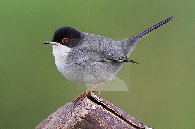 Sardinian Warbler, Sylvia melanocephala stock-image by Agami/Saverio Gatto,