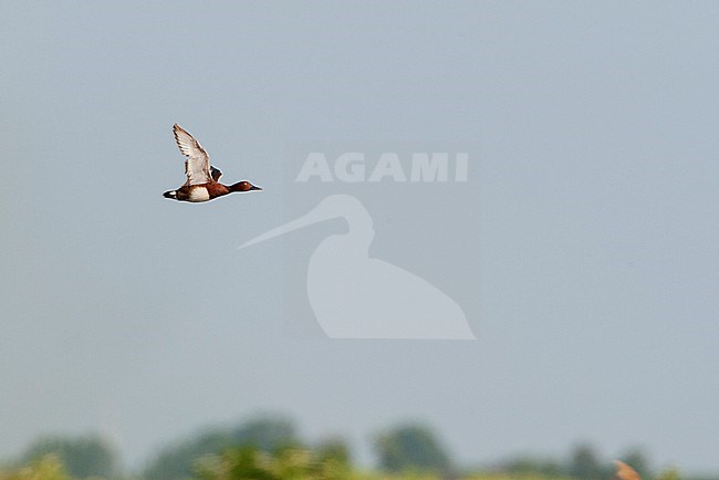 Adult Ferruginous Duck (Aythya nyroca) during spring in Hungary. stock-image by Agami/Marc Guyt,