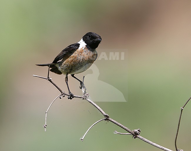 Siberian Stonechat; Saxicola maurus variegatus stock-image by Agami/James Eaton,