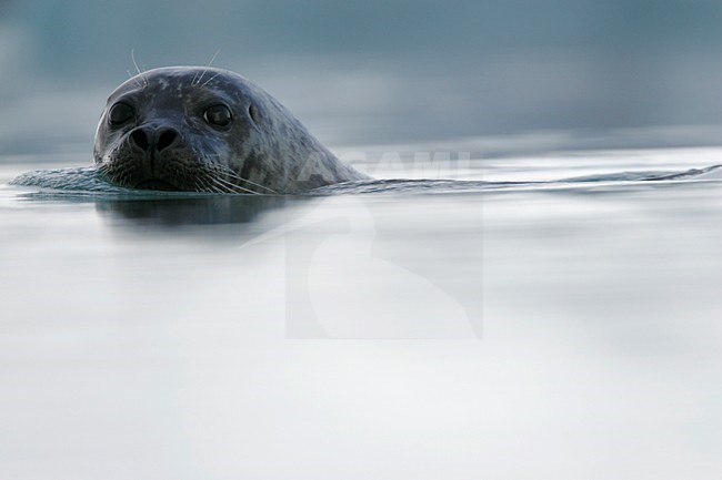 Gewone zeehond met kop zichtbaar; Common Seal with head visible stock-image by Agami/Menno van Duijn,