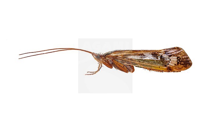 Limnephilus lunatus stock-image by Agami/Wil Leurs,