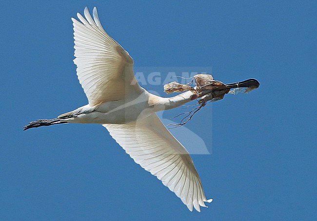 Eurasian Spoonbill (Platalea leucorodia), adult in flight with nesting material, seen from the side, showing underwings. stock-image by Agami/Fred Visscher,