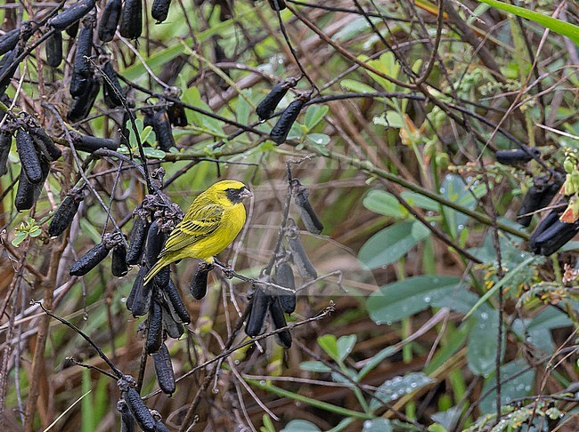 Black-faced Canary (Crithagra capistrata) in Angola. stock-image by Agami/Pete Morris,