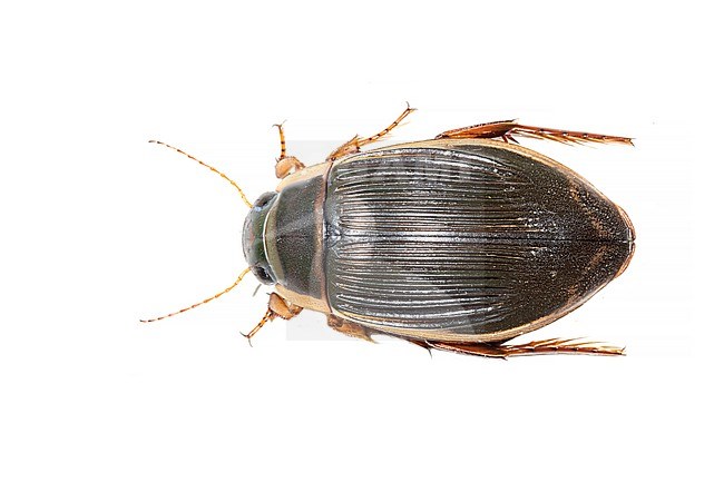 Great diving beetle, Gewone geelrand, Dytiscus marginalis stock-image by Agami/Wil Leurs,