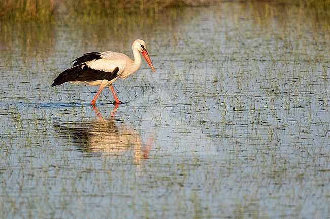 White Stork, ciconia ciconia stock-image by Agami/Oscar Díez,